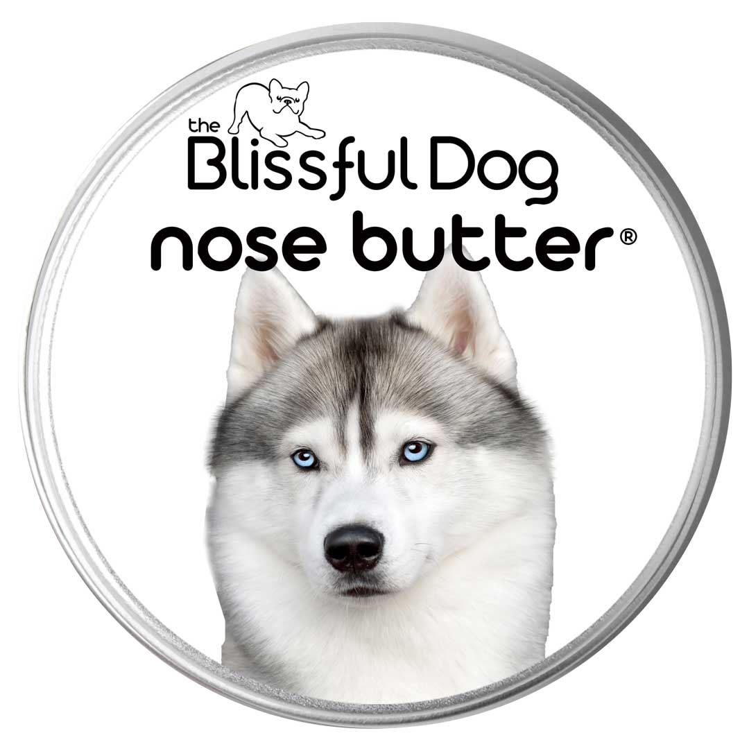 Siberian Husky Nose